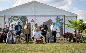 Basset Hound - šteniatka s PP zo zahraničného krytia - 8