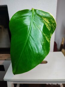 Monstera marmorata AUREA tricolor - odrezky aj zakorenene - 8