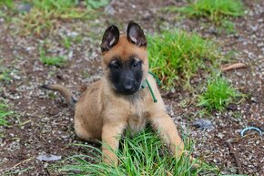 Belgický ovčiak - Malinois s PP, 1 psík, 3 sučky - 8