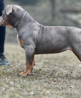 Fena American Bully XL - 8