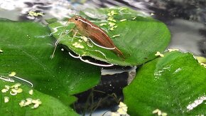 Krevetky Caridina Multidentata (Amano, Japonica) - 8