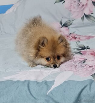 Pomeranian - 8