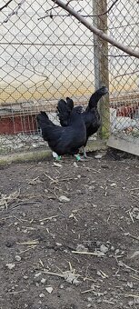 švédska kvetinka a Ayam Cemani - 8