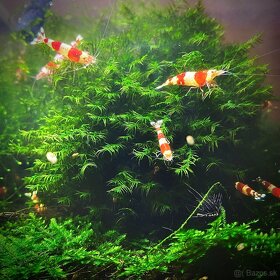 Krevety Caridina crystal red - 8