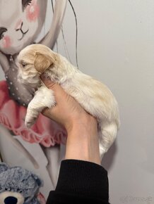 Shih-tzu s PP, Shih tzu, Shi tzu, si cu - 8