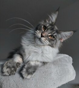 MAINE COON - mainská mývalia s PP - 8