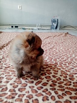 Oranžový špic - pomeranian - 8