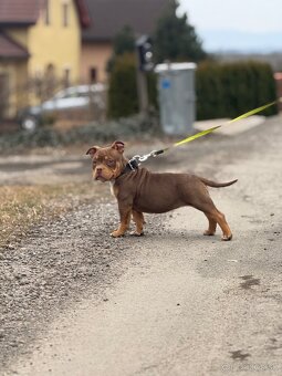 American Bully Classic/ standart - 8