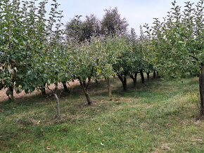 EXKLUZÍVNE Predaj 17,5 á pozemku,klen.pivnica, vin.domček, P - 8