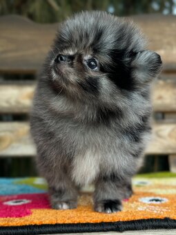 Pomeranian chlapeček Merle PP UCI - 8