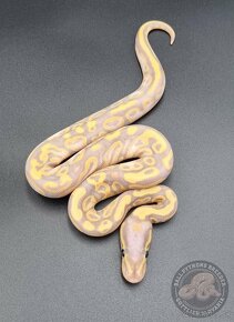 Python Regius  - Ball Python - 8