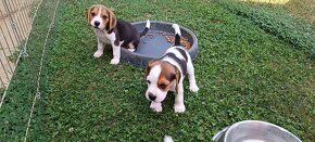 bígl, bígel, beagle - 8