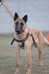 BO- malinois na predaj - 8