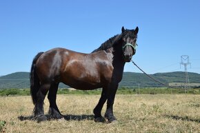 Kobyla na predaj - Švédsky Ardén - 8