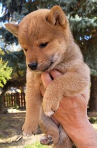 shiba inu - 8