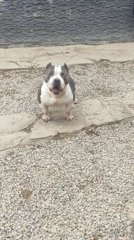 American bully - 8