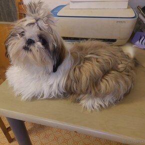 Psíky shi-tzu,shih-tzu krásne štéňata odberu - 8