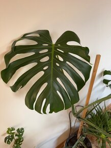 Predam krásnu Monsteru Monstera - 8