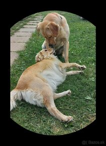 Šteniatka kríženec zlatý retriever a labradorský retriever - 8