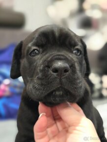 Cane corso FCI , VITA DA CAPO - 8