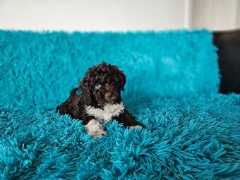 LAGOTTO ROMAGNOLO-brown, with super ped. FCI - 8