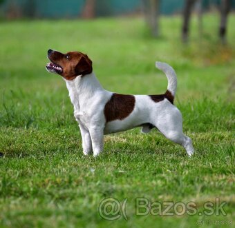 Jack Russell teriér s PP - 8