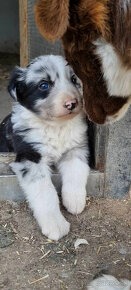 Dva krasne psiky border kolia  modre merle blue merle - 8