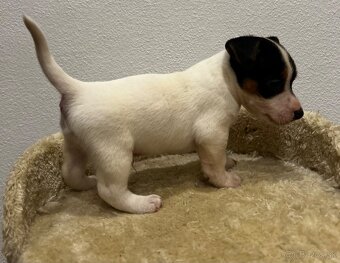 Jack russel terier - 8