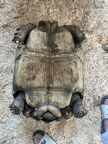 Korytnačka Ostrohatá (Centrochelys sulcata) - 8