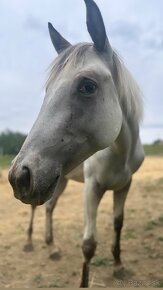 Ročná Appaloosa kobylka - 8