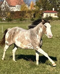 APH APHA PAINT HORSE ŽREBCE pripúšťanie - 8