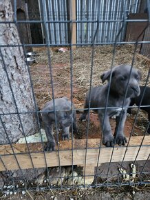 Cane Corso - 8