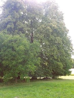 PRE NÁROČNÝCH - Výnimočné rodinné sídlo - farma, ranč - 8