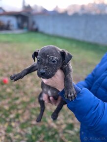 Americký bandog - 8