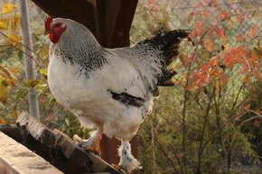 Brahma Kolumbiana a Holokrčky predak - 8