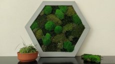 Predám obraz z machu: Hexagon šedý L (60 x 53 cm) - 8