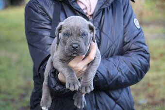 Šteniatka Cane Corso - 8