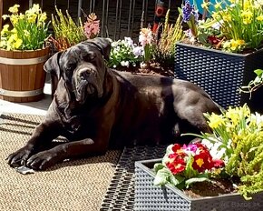 Cane Corso štěňátka s FCI PP - přátelská cena - 8