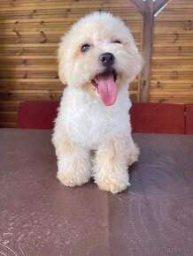 Maltipoo mini - 8