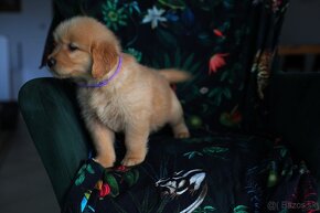 GOLDEN RETRIEVER-zlaty retrivr, zlaty retriever , american - 8