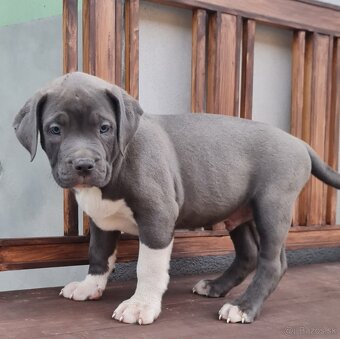 American Bully XL - 8