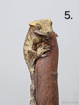 Pagekón riasnatý - Correlophus ciliatus - 8