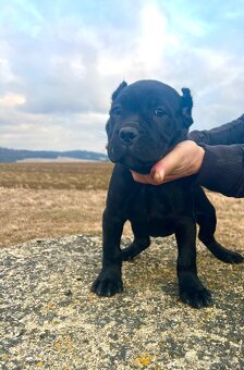 Šteniatka Cane Corso - 8