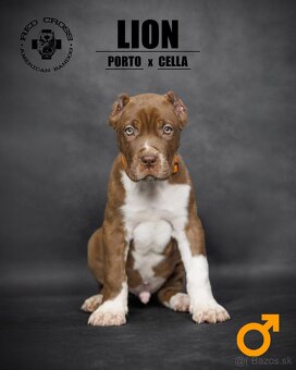 Bandog - 8