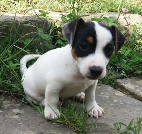 Jack russell teriér - 8