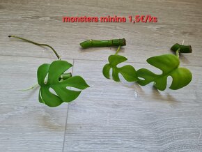 Schefflera a iné izbovky - 8