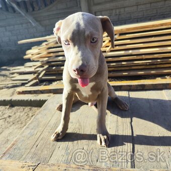 Americký pitbulterier pitbul pitbull silver lilac rare Topp - 8