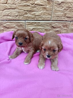 Cavapo,cavapoo - 8