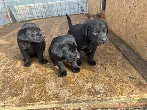 Labradorský retríver - šteniatka, Labrador šteniatka - 8