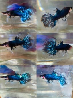 Betta Splendens - Bojovnica Pestrá. - 8